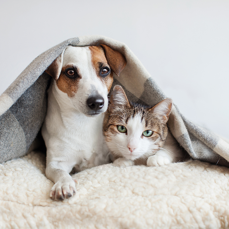 Dog and Cat Under Blanket