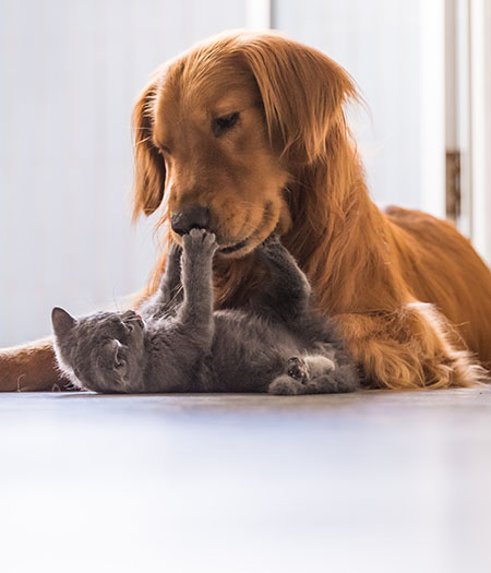Dog and Cat
