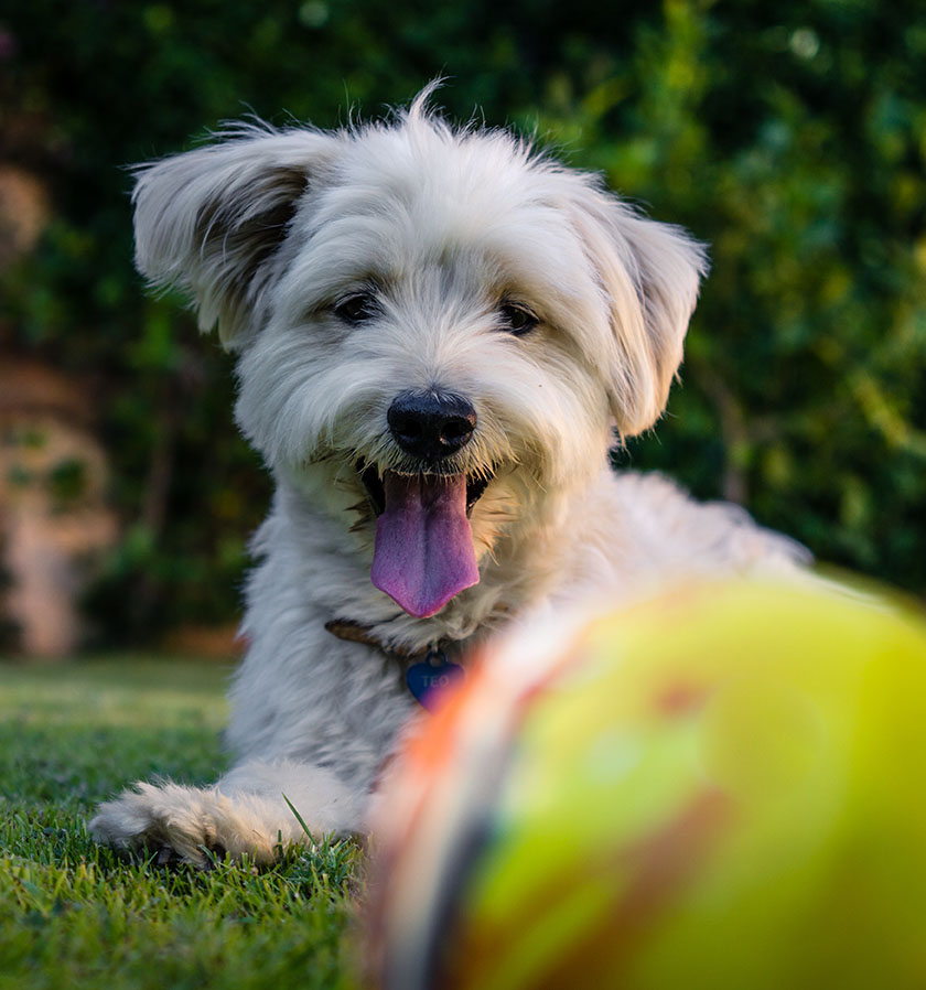 Dog in Grass Yellow Ball