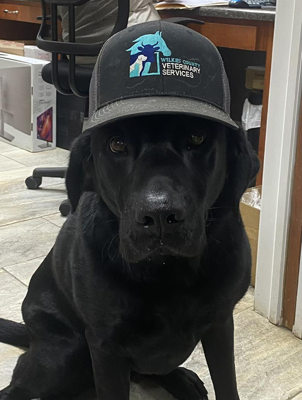 WCVS_Dog_Hat