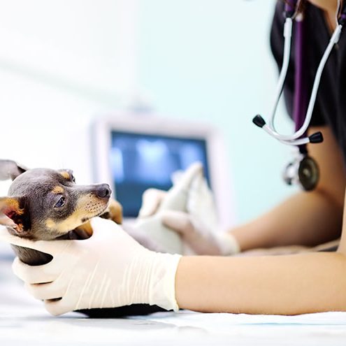 Puppy Getting Exam