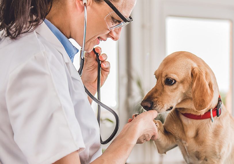 Veterinarian examining dog